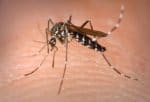 Featured: Mosquito Squad of Lake Country